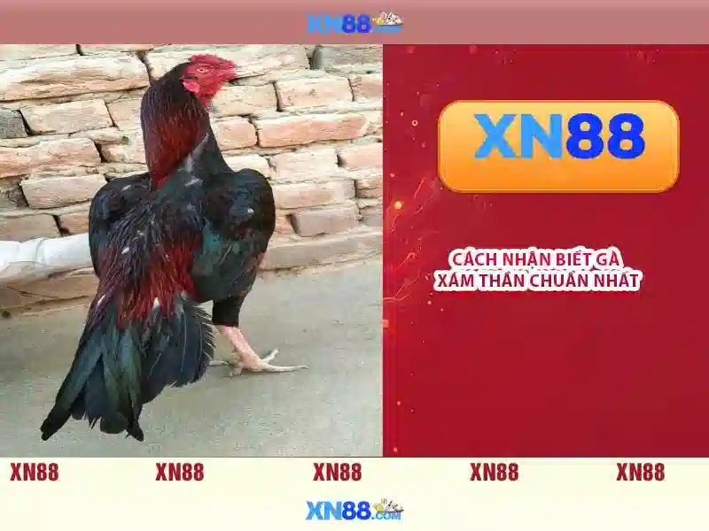 💎đánh bạc bị bắt💎