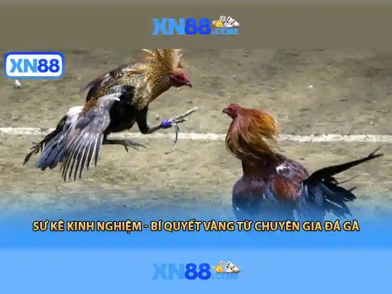 💎n666 nhà cái💎