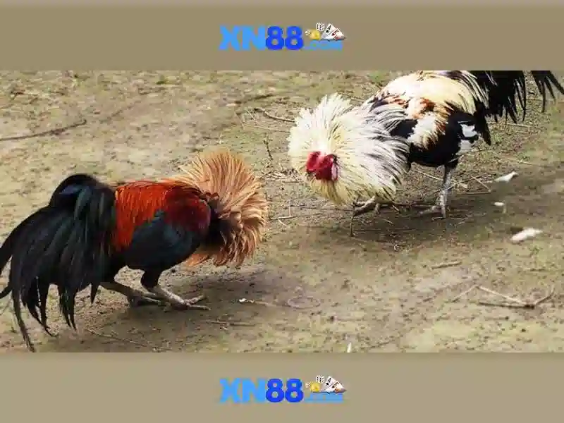 💎kèo nhà cái ý và áo💎