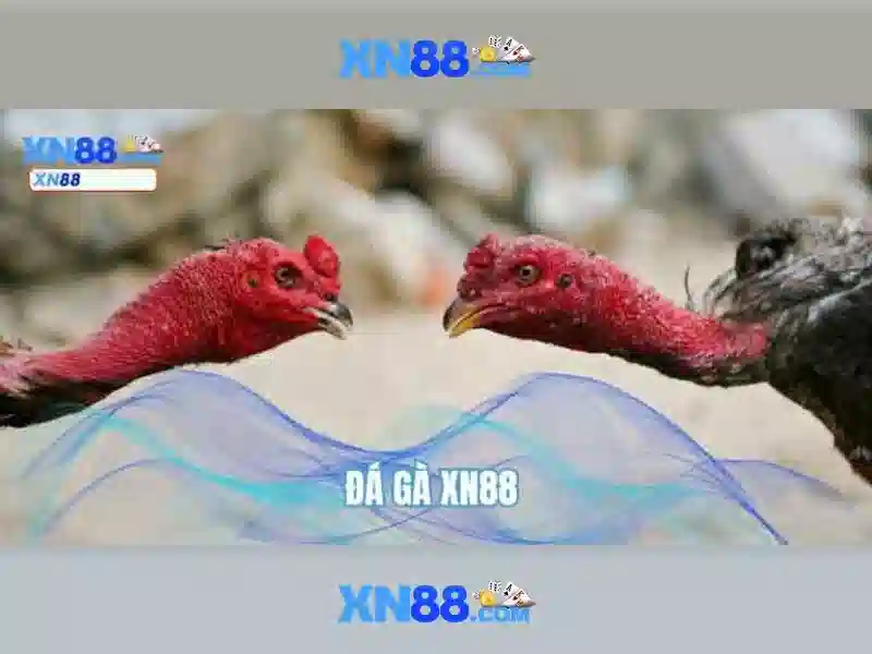 💎top kèo nhà cái💎