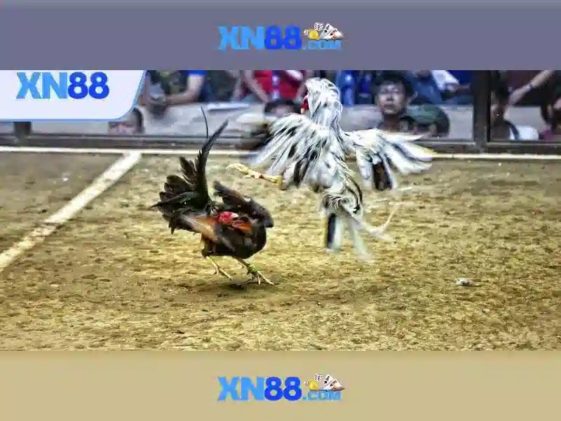 💎keo nha cai temira💎