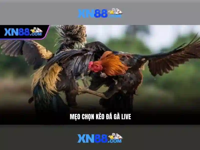 💎cầu tràng tiền bắc qua sông nào💎