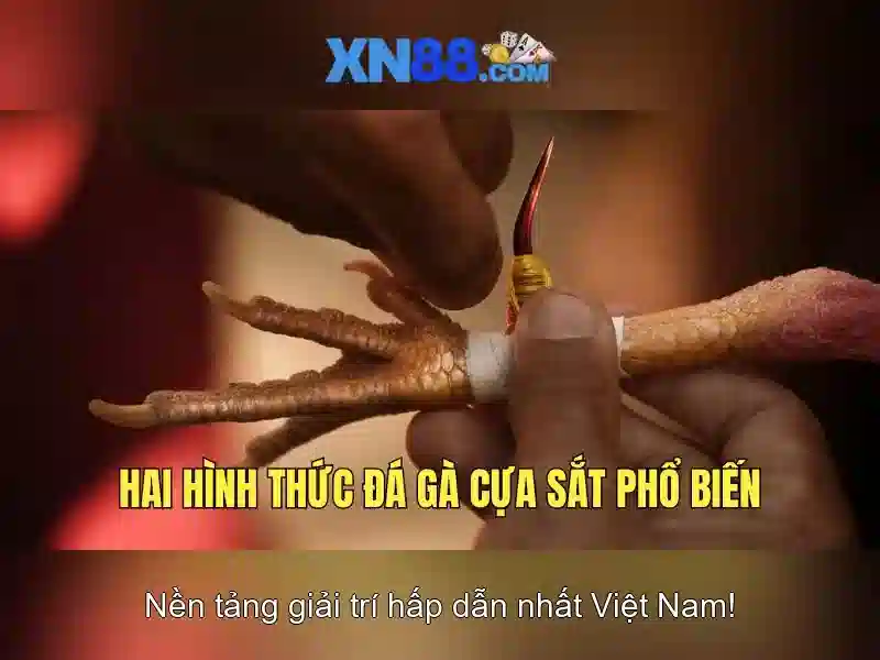 💎băng cướp sòng bạc (2015)💎